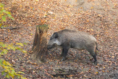 Sus scrofa  - The wild boar, which is in the deep forest, is of different ages and seeks food in the dark forest.の写真素材