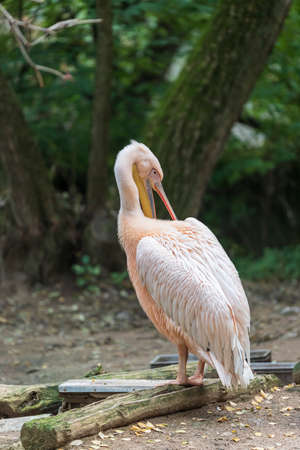 Great water bird Pelican - Pelecanus. Photo with nice bokeh.の写真素材