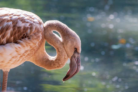 Beautiful close-up portrait of Greater Flamingo - Phoenicopteriformes with nice background and bokeh.の写真素材