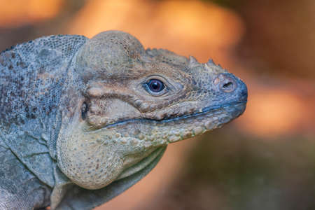 Portrait of an iguana on a nice background.の写真素材