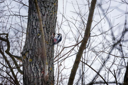 Dendrocopos major Great Spotted Woodpecker on a tree trunk in a forest. Background is blue sky.の写真素材