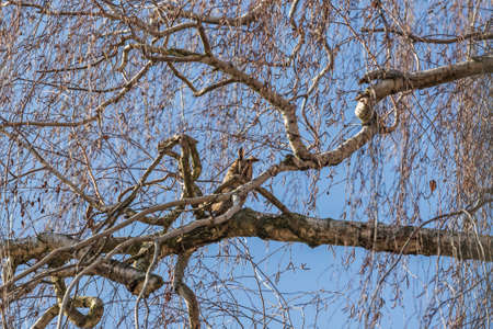 Owl Asio otus - Long-eared Owl resting by day in the branches of an evergreen tree. Wild photo in the Czech Republic.の写真素材