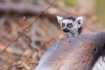 Portrait of Lemuriformes - Lemur in the park, which has on its back a small lemur cub.の写真素材