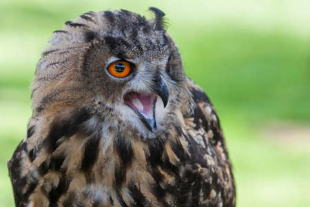 Eurasian Eagle Owl - Bubo bubo big owl with brown forest backgroundの写真素材