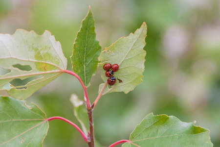 Coccinella septempunctata on green leaf in group.の写真素材