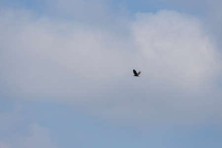The eagle that flies in the background is a blue sky with white clouds