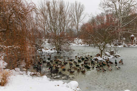 Beautiful ducks on a frozen pond in different positions.の写真素材