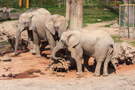 Elephants in the zoo enclosureの写真素材