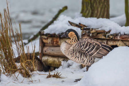 A duck on the snow of a frozen pond in front of a nesting box.の写真素材