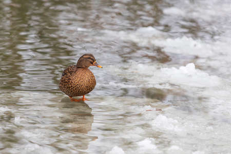 Beautiful ducks on a frozen pond in different positions.の写真素材