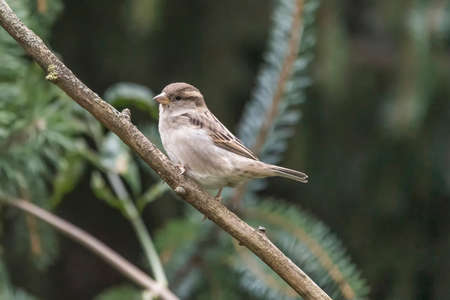 Sparrow sitting on a tree branch with green backgroundの写真素材