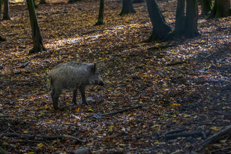 Sus scrofa  - The wild boar, which is in the deep forest, is of different ages and seeks food in the dark forest.の写真素材