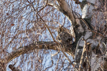Owl Asio otus - Long-eared Owl resting by day in the branches of the Birch - Betula tree. Wild foto.の写真素材