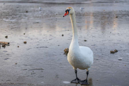 Big Swan - Cygnus olor standing on ice on frozen water. Portrait close up.の写真素材