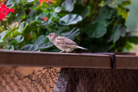 Sparrow sitting near a flower box.
の写真素材