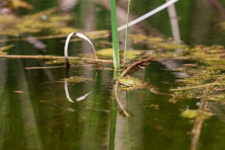 Bufo bufo frog in the water.の写真素材