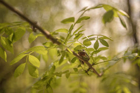 Hyla arborea Green Tree Frog sitting on a tree with green background and beautiful bokehの写真素材