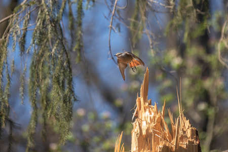 Sparrow in flight in the forest in sunny weather with blue sky on the background.の写真素材