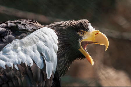 A portrait of an eagle from the side with its beak open.の写真素材