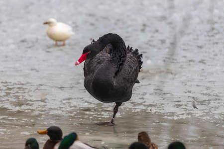 Black swan in winter on frozen pond. She is wearing water drops.の写真素材