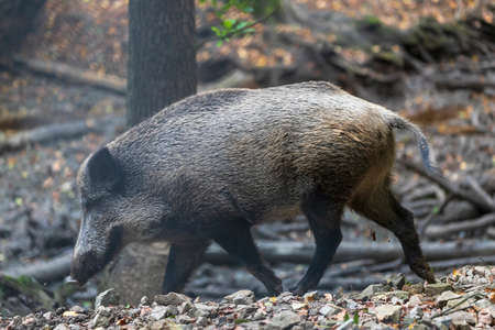 Sus scrofa  - The wild boar, which is in the deep forest, is of different ages and seeks food in the dark forest.の写真素材