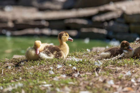 Little wild duck near the waterの写真素材