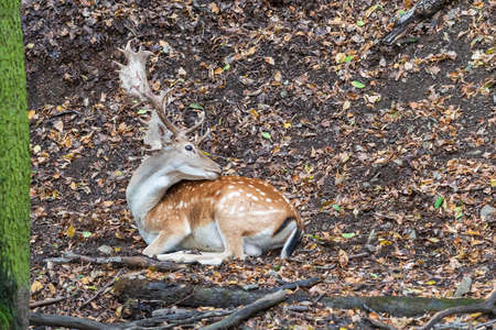 Fallow Deer - Dama dama lies on the ground in the leaves among the trees.の写真素材