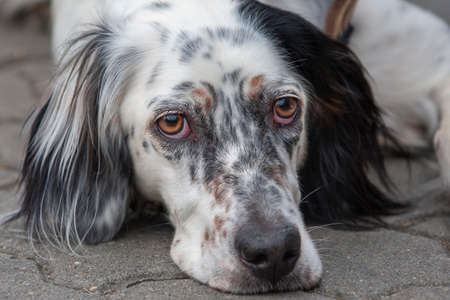 Portrait of a black and white dog with his head resting on the ground.の写真素材