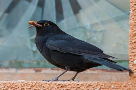 Black bird blackbird sitting at a broken window. It has an earthworm in its beak.の写真素材