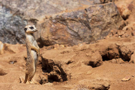 Meerkat - Suricata suricatta - stands and looks aroundの写真素材