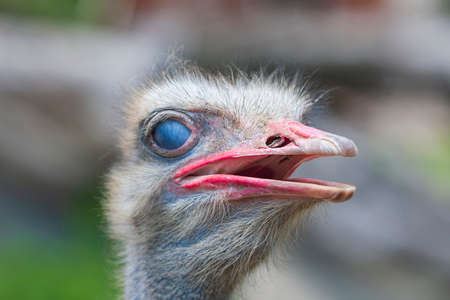 Portrait of an Ostrich - Struthio camelus, where the eye is covered with a membrane.の写真素材