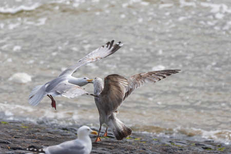 Larus marinus - The seagull is in flight in the air and is fighting with the other seagull. They...