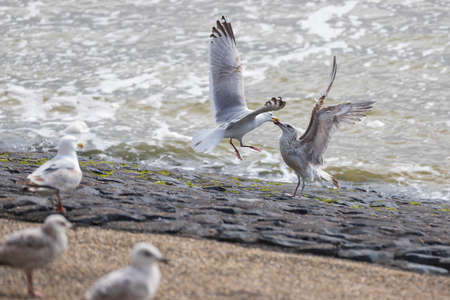 Larus marinus - The seagull is in flight in the air and is fighting with the other seagull. They have their beaks locked together. Wild photo Vlissingen Netherlands.の写真素材