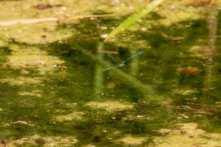 Blue dragonfly - Odonata in its natural habitat on the pond.