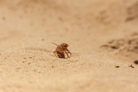 Dry conch from which the dragonfly hatched