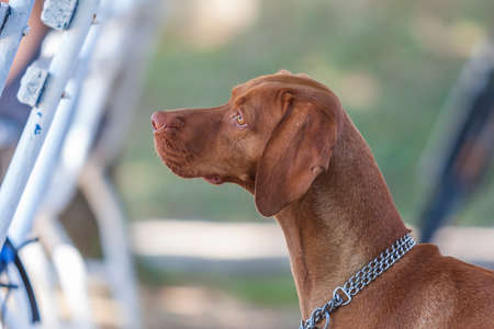 Hungarian Short-haired Pointing Dog - Vizsla - portrait of dog from front with open mouth where...