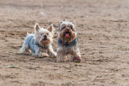 Two Yorkshire Terrier on a walk on the sandy beach.