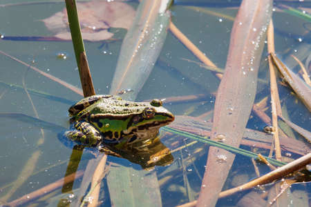 Bufo bufo - the toad is heated on the surface of the reservoir. There's a reflection in the water.の写真素材
