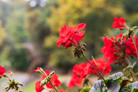 Beautiful red geranium flower on green background.の写真素材