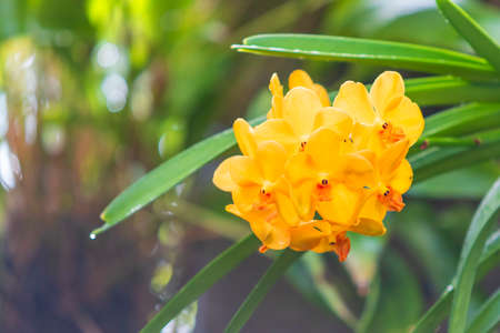 Beautiful colorful Orchid flower.の写真素材