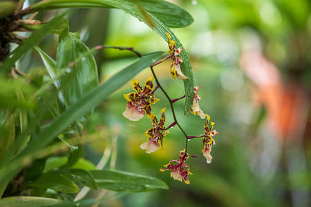 Beautiful colorful Orchid flower.の写真素材