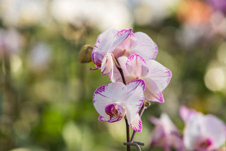 Beautiful colorful Orchid flower. Photo with nice bokeh