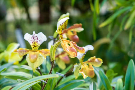 Beautiful colorful Orchid flower. Photo with nice bokehの写真素材