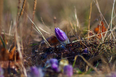 Pasque flowers on spring field. Photo Pulsatilla grandis with nice bokeh.