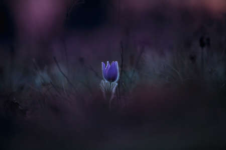 Pasque flowers on spring field. Photo Pulsatilla grandis with nice bokeh.の写真素材