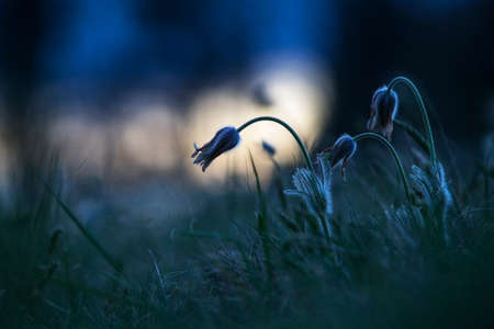 Pasque flowers on spring field. Photo Pulsatilla grandis with nice bokeh.