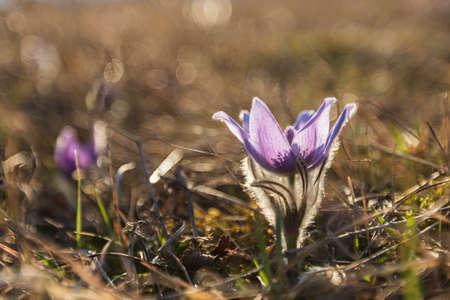 Pasque flowers on spring field. Photo Pulsatilla grandis with nice bokeh.