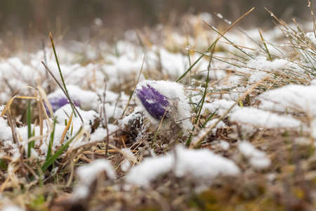 Pasque flowers on spring field. Photo Pulsatilla grandis with nice bokeh.