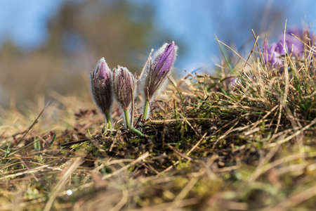 Pasque flowers on spring field. Photo Pulsatilla grandis with nice bokeh.