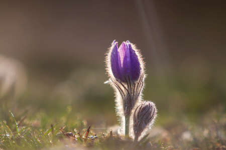 Pasque flowers on spring field. Photo Pulsatilla grandis with nice bokeh.